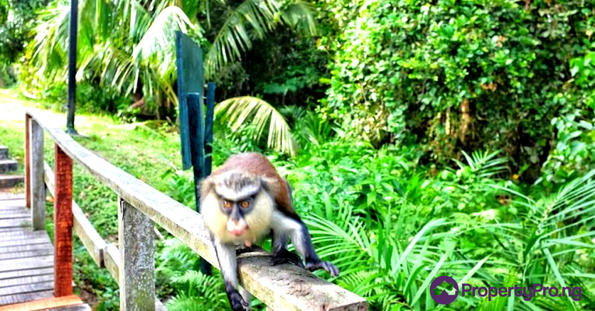 Lekki Conservation Centre
